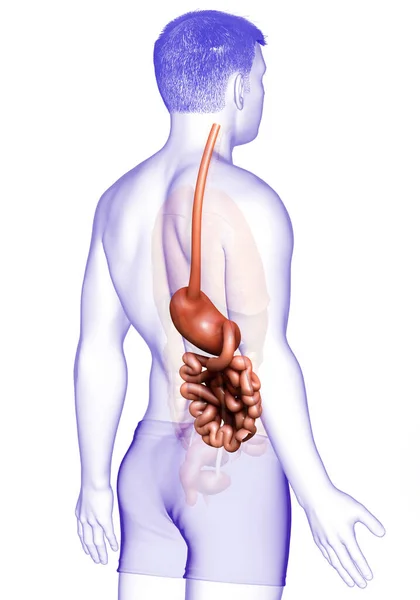 3D渲染 医学上准确的男性胃和小肠的图像 — 图库照片