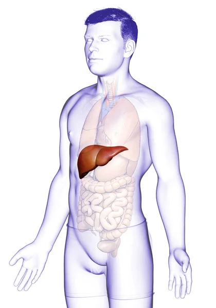 Renderizado Ilustración Médicamente Precisa Anatomía Hepática Masculina — Foto de Stock