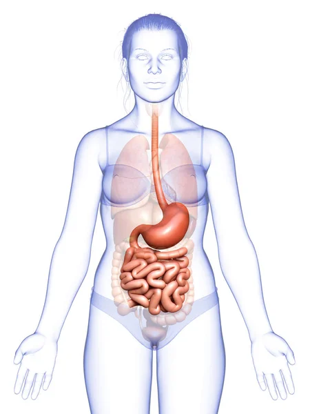Renderizado Ilustración Médicamente Precisa Estómago Femenino Intestino Delgado —  Fotos de Stock