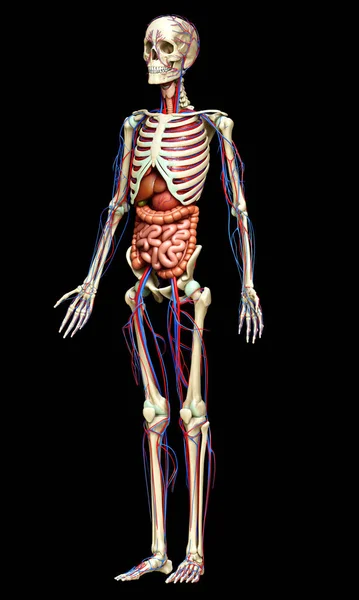 Utförd Medicinskt Korrekt Illustration Kvinnliga Inre Organ Skelett Och Cirkulationssystem — Stockfoto