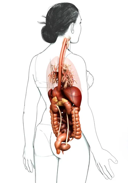 Reso Illustrazione Clinicamente Accurata Del Sistema Digestivo Femminile Del Cuore — Foto Stock