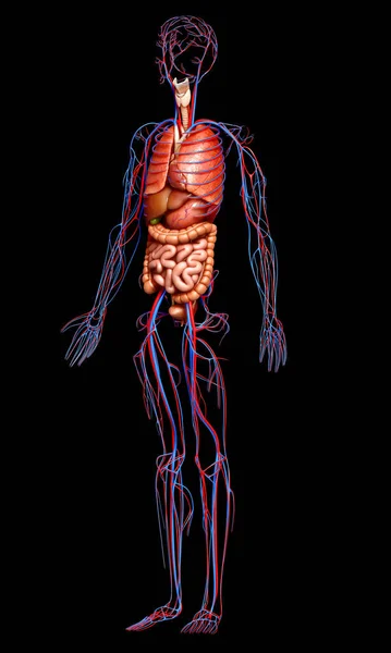 Renderizado Ilustración Médicamente Precisa Órganos Internos Femeninos Sistema Circulatorio — Foto de Stock