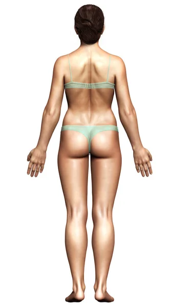 Rendered Illustration Female Body — Stock Photo, Image