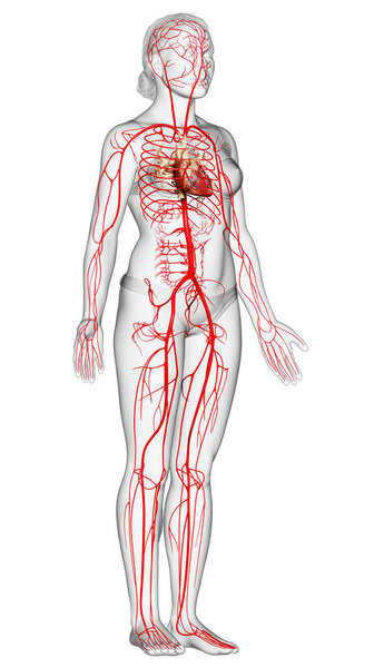 3d оказана медицинская точная иллюстрация женских артерий
