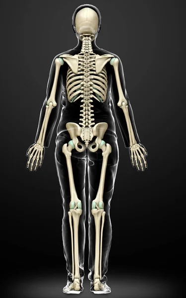 Αποδίδεται Ιατρικά Ακριβή Απεικόνιση Ενός Γυναικείου Σκελετού Σύστημα — Φωτογραφία Αρχείου