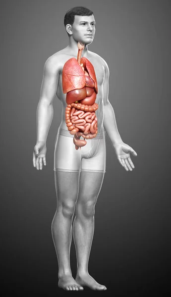 Rendered Medically Accurate Illustration Male Internal Organs — Stock Photo, Image