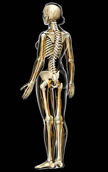 Rendered Medically Accurate Illustration Ofa Female Nervous System Skeleton System — Stock Photo, Image