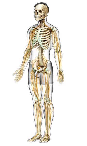 Reso Illustrazione Clinicamente Accurata Del Sistema Nervoso Del Sistema Scheletrico — Foto Stock