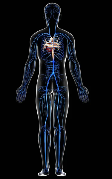 Візуалізована Медично Точна Ілюстрація Анатомії Чоловічої Вени — стокове фото