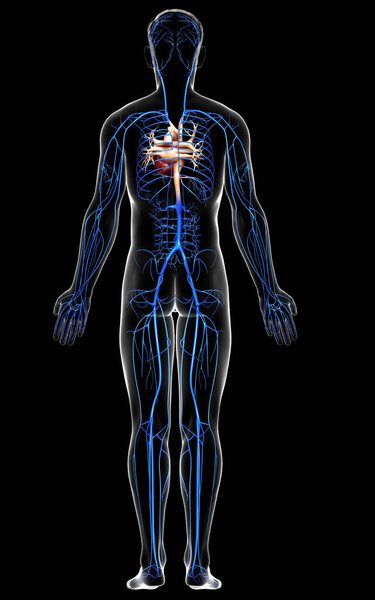 3d оказана медицинская точная иллюстрация анатомии вен у мужчин
