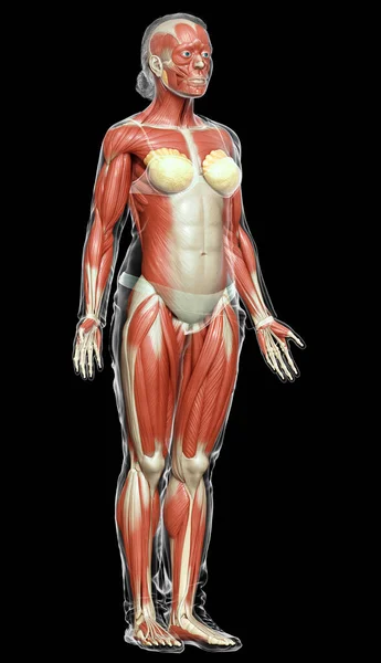 Renderizado Ilustración Médicamente Precisa Sistema Muscular Femenino —  Fotos de Stock