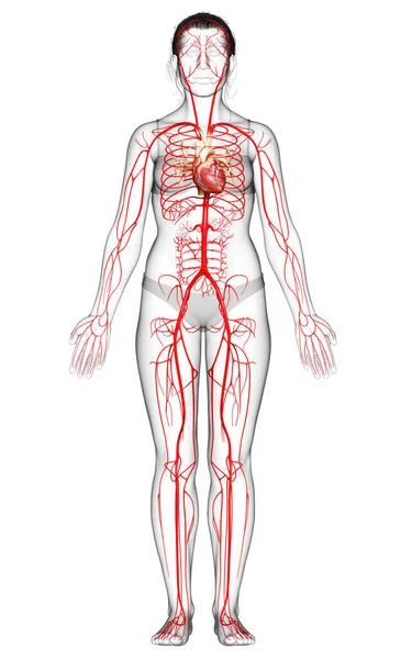 Gjorde Medicinskt Korrekt Illustration Kvinnliga Artärer — Stockfoto