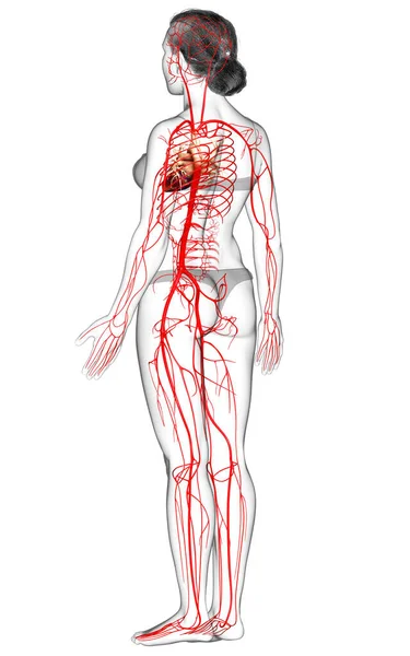 Gerenderte Medizinisch Korrekte Darstellung Weiblicher Arterien — Stockfoto