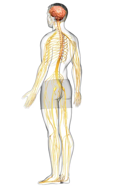 3D对男性神经系统进行了精确的医学描述 — 图库照片