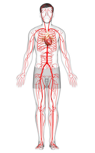 3d оказана медицинская точная иллюстрация мужских артерий
