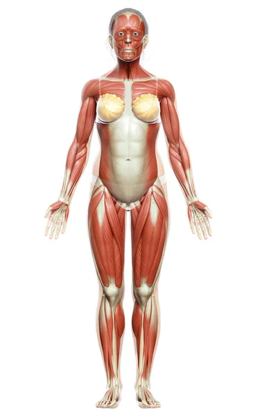 Gjorde Medicinskt Korrekt Illustration Ett Kvinnligt Muskelsystem — Stockfoto