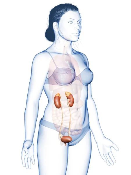 Reso Illustrazione Clinicamente Accurata Dei Reni Femminili — Foto Stock