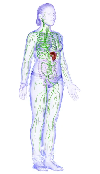 3D对女性淋巴系统进行了准确的医学描述 — 图库照片