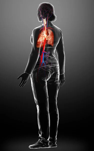 Renderizado Ilustración Médicamente Precisa Una Anatomía Pulmonar Femenina —  Fotos de Stock