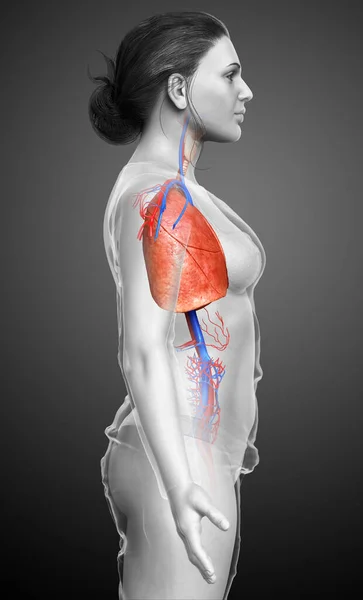 Renderizado Ilustração Medicamente Precisa Uma Anatomia Pulmonar Feminina — Fotografia de Stock