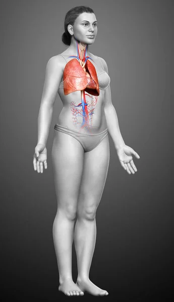 Рендеринг Медицинская Точная Иллюстрация Женской Анатомии Легких — стоковое фото