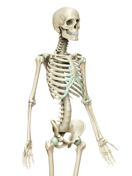 3d rendered, medically accurate illustration of the skeleton system