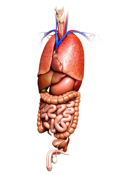 Medisch Nauwkeurige Illustratie Van Inwendige Organen — Stockfoto