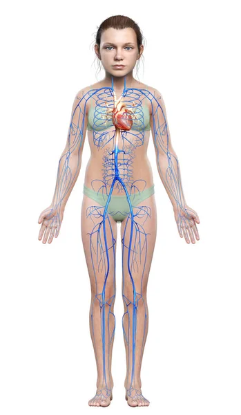 3Dレンダリング医学的に正確なイラストの若い女の子静脈解剖学 — ストック写真