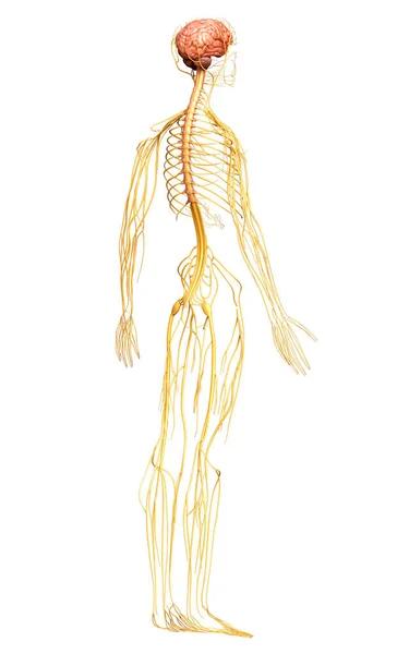 Renderizado Ilustración Médicamente Precisa Del Sistema Nervioso —  Fotos de Stock