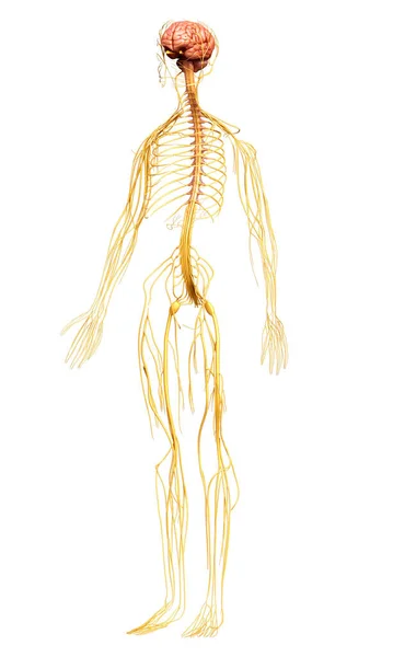 Renderizado Ilustración Médicamente Precisa Del Sistema Nervioso —  Fotos de Stock