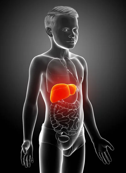 三维渲染 医学上准确的幼童肝脏解剖图像 — 图库照片