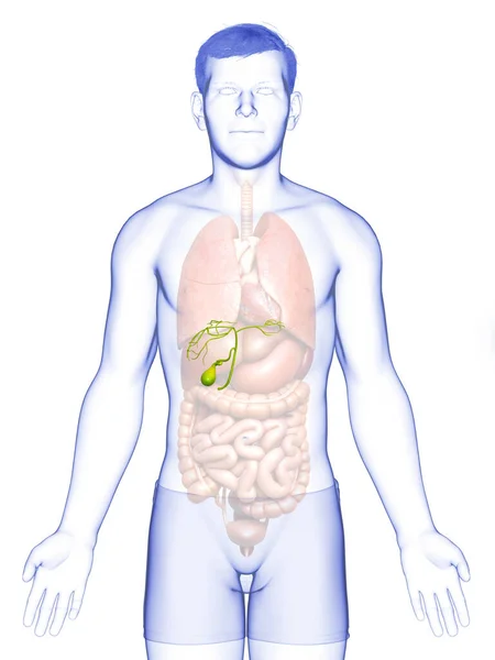 Renderizado Ilustración Médicamente Precisa Órganos Masculinos Anatomía Vesícula Biliar — Foto de Stock