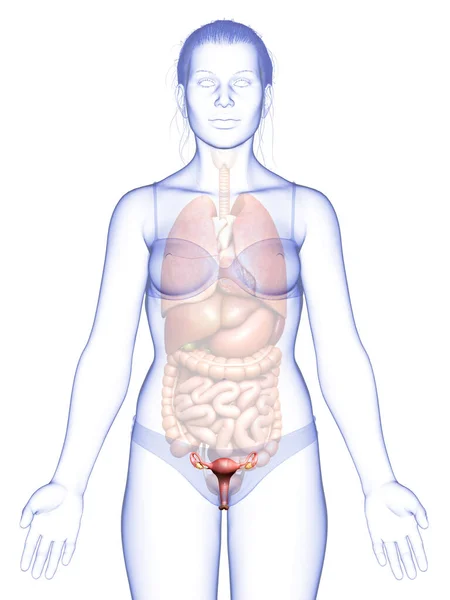 Renderizado Ilustração Medicamente Precisa Anatomia Útero Feminino — Fotografia de Stock