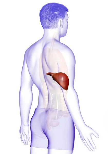 Gerenderte Medizinisch Korrekte Darstellung Der Männlichen Leberanatomie — Stockfoto