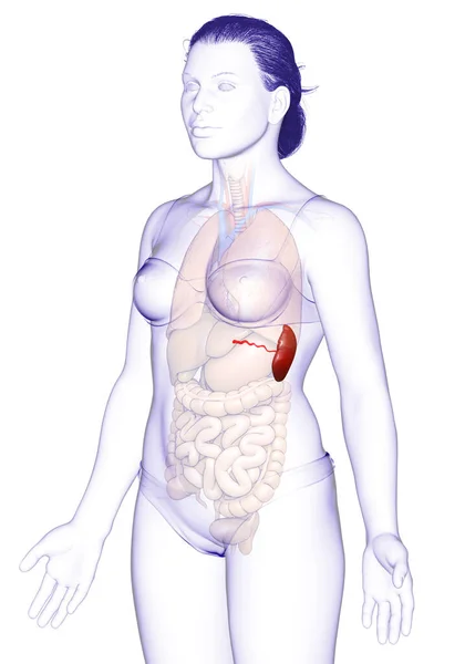 Renderizado Ilustración Médicamente Precisa Una Anatomía Del Bazo Femenino —  Fotos de Stock