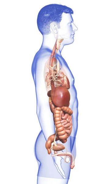 Gerenderte Medizinisch Genaue Darstellung Des Männlichen Verdauungssystems Und Des Herzens — Stockfoto