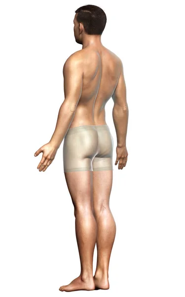3D描绘了男性的身体 — 图库照片