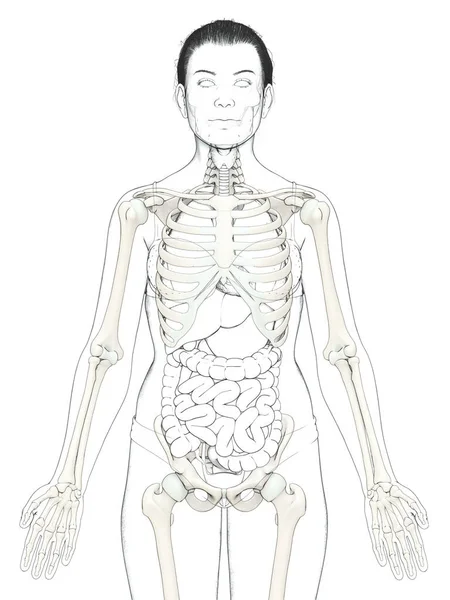 Weergegeven Medisch Nauwkeurige Illustratie Van Een Vrouwelijk Skelet Systeem — Stockfoto