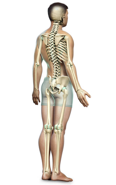 3d rendered, medically accurate illustration of a male skeleton system