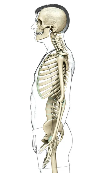 3Dレンダリングされた男性の骨格系の医学的に正確なイラスト — ストック写真