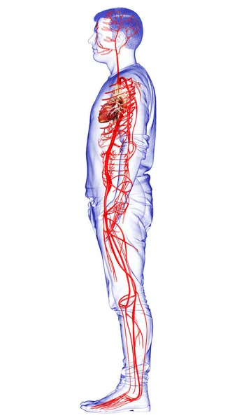 Rendered Medically Accurate Illustration Male Arteries — Stock Photo, Image