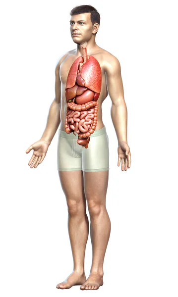 Gerenderte Medizinisch Korrekte Darstellung Männlicher Interner Organe — Stockfoto