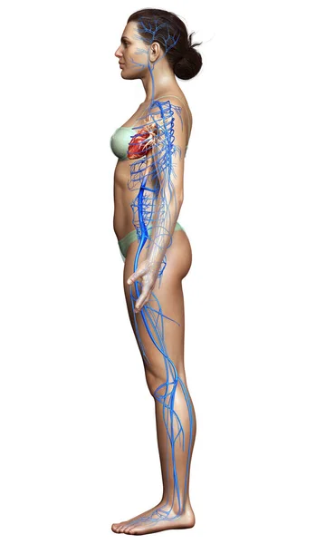 Rendered Medically Accurate Illustration Female Veins Anatomy — Stock Photo, Image