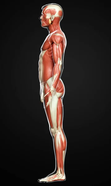 Оказана Медицинская Точная Иллюстрация Мужской Мышечной Системы — стоковое фото
