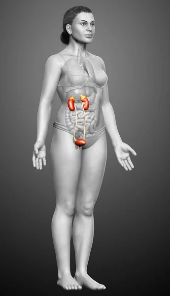 3D制作的女性肾脏医学上准确的图解 — 图库照片