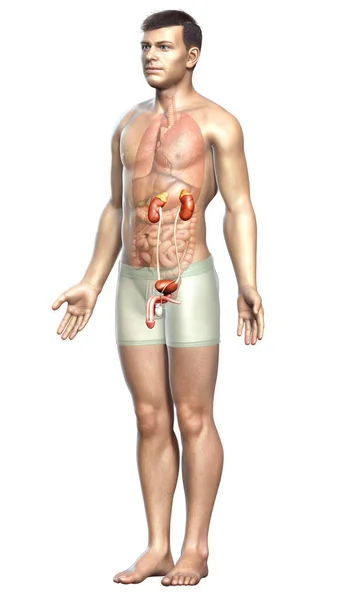 3D渲染的 医学上准确的肾脏图解 — 图库照片