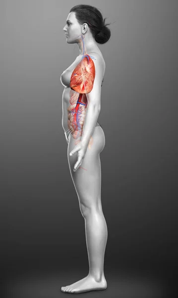 Reso Illustrazione Clinicamente Accurata Anatomia Polmonare Femminile — Foto Stock