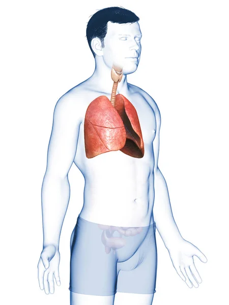 Renderad Medicinskt Korrekt Illustration Manlig Lunganatomi — Stockfoto