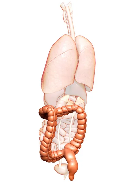 Renderowane Medycznie Dokładna Ilustracja Anatomii Jelita Grubego — Zdjęcie stockowe