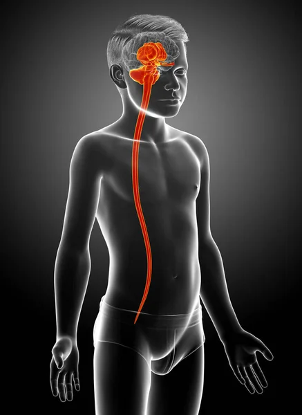 Renderizado Ilustración Médicamente Precisa Niño Interior Anatomía Del Cerebro — Foto de Stock